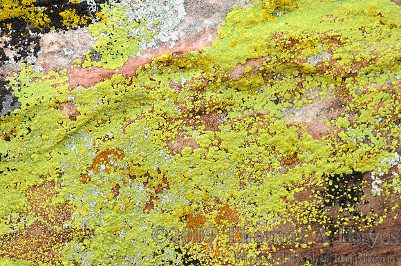Red Rock Canyon National Conservation Area