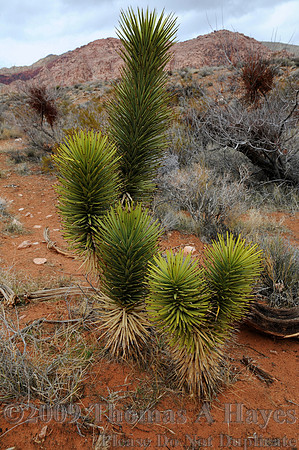 Red Rock Canyon National Conservation Area