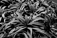 2011-09-18 12-29-27bw
