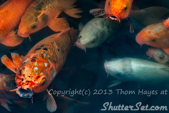 2013-11-23 13-22-21-tc-e