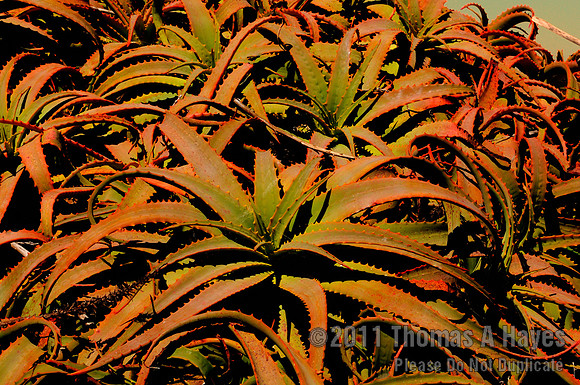 2011-09-18 12-29-27e